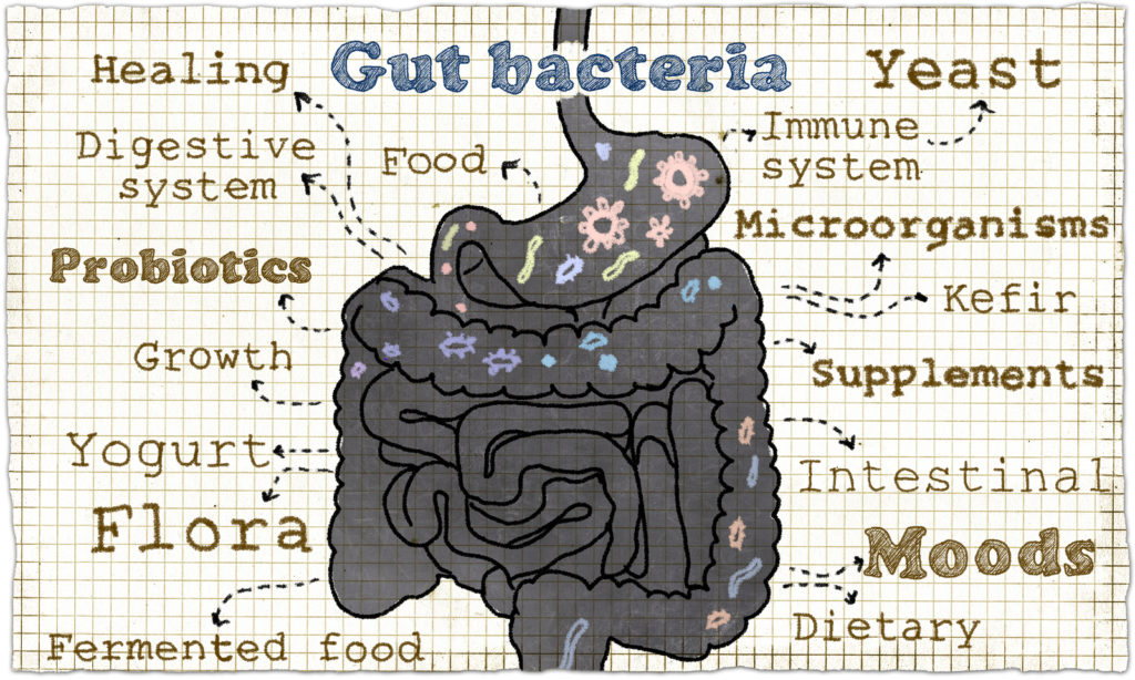 resistant starch feeds healthy gut bacteria to help you lose weight